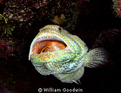 "I have this tickle in my throat ... " Tiger grouper open... by William Goodwin 